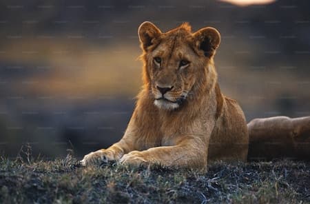 Lion
